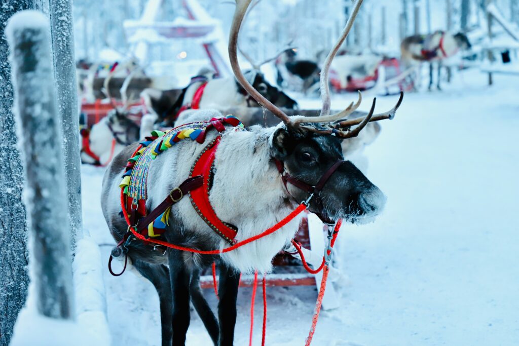 Reindeer in Santa Claus Village, Rovaniemi, Lapland