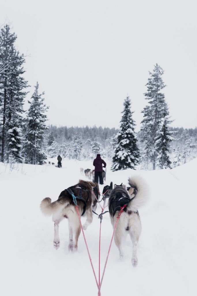 why visit lapland
