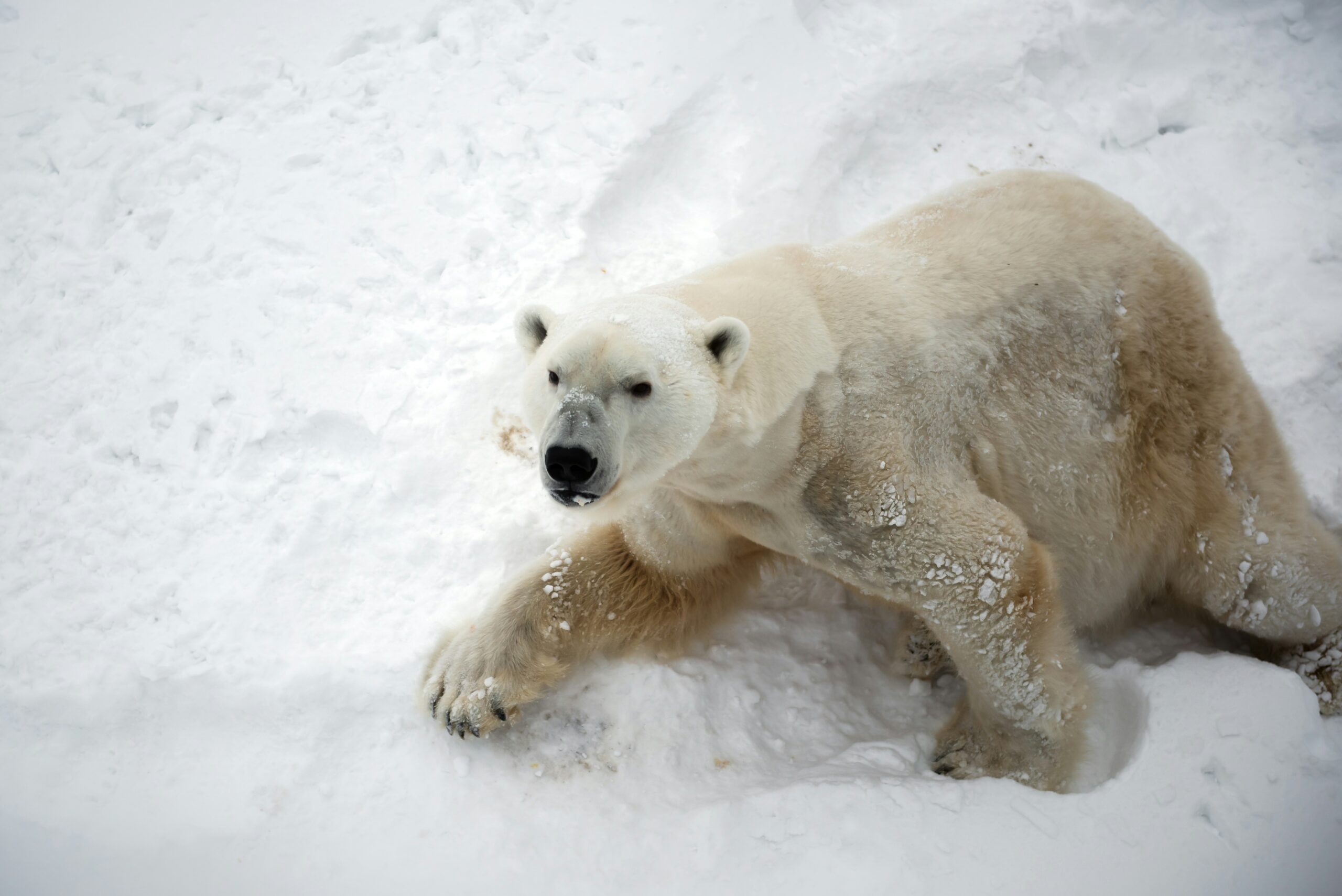 Polar Bear in Ranua Zoo, Lapland, Finland