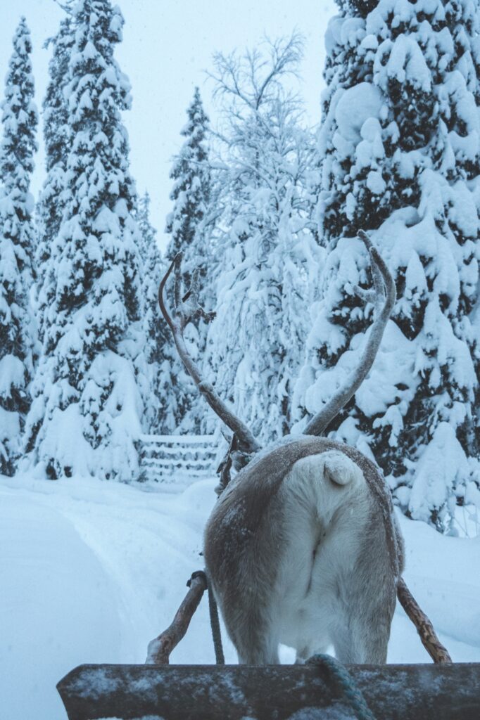 Reindeer ride in lapland