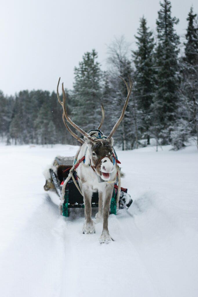 Judith Prins photo, reindeer ride in Lapland