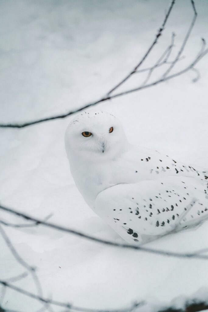 Hedwig, or any other snow owl in lapland, Ranua Zoo