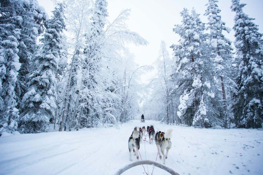 Husky ride in lapland finland