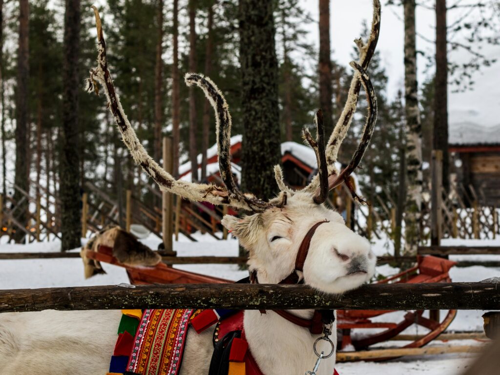 Reindeer in Santa Claus Village, rovaniemi, lapland, finland