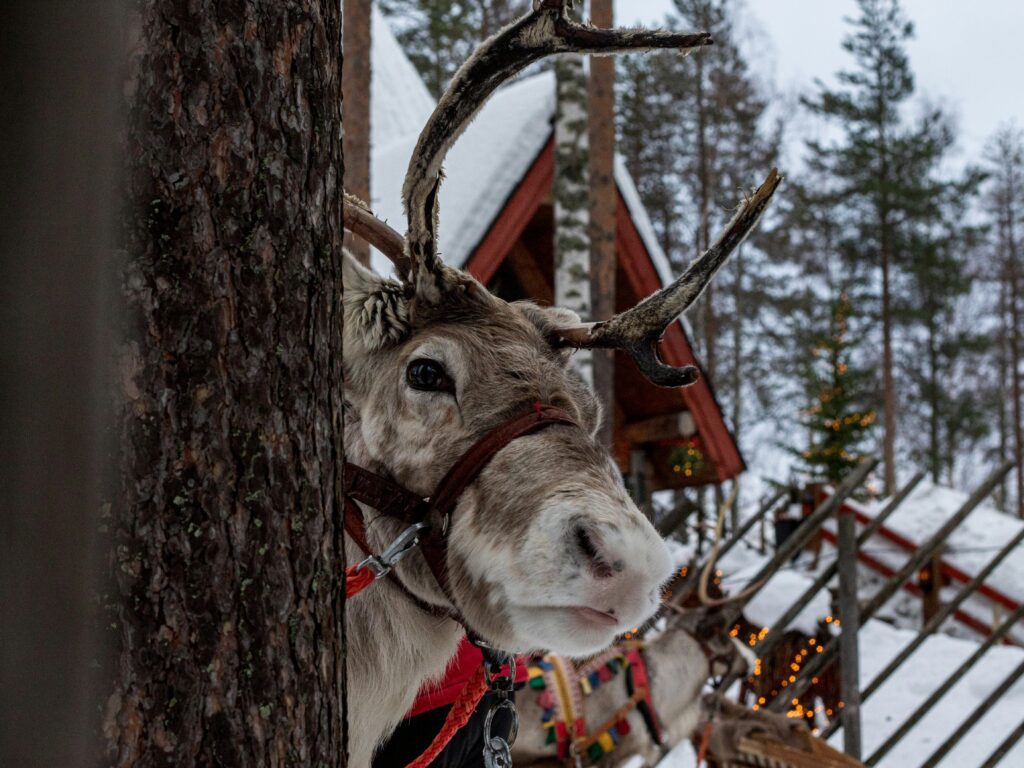 Reindeer in Santa Claus Village