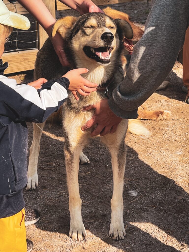 Bearhill husky