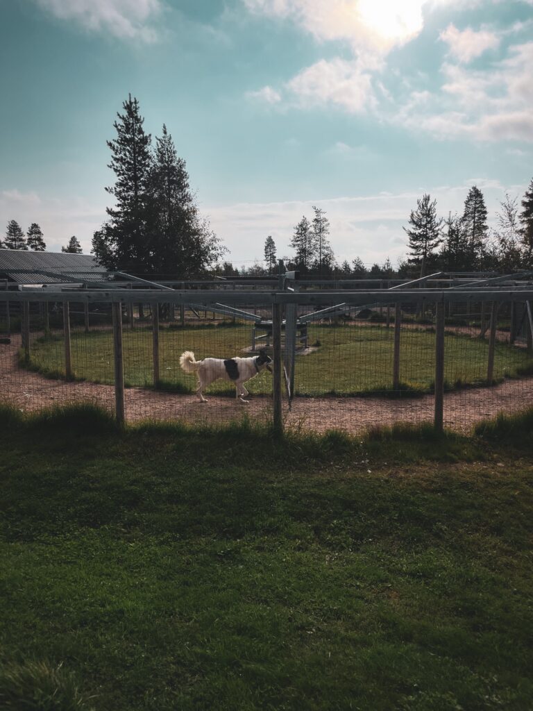 bearhill husky