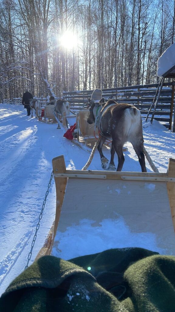 Reindeer sledding experience in Lapland snow