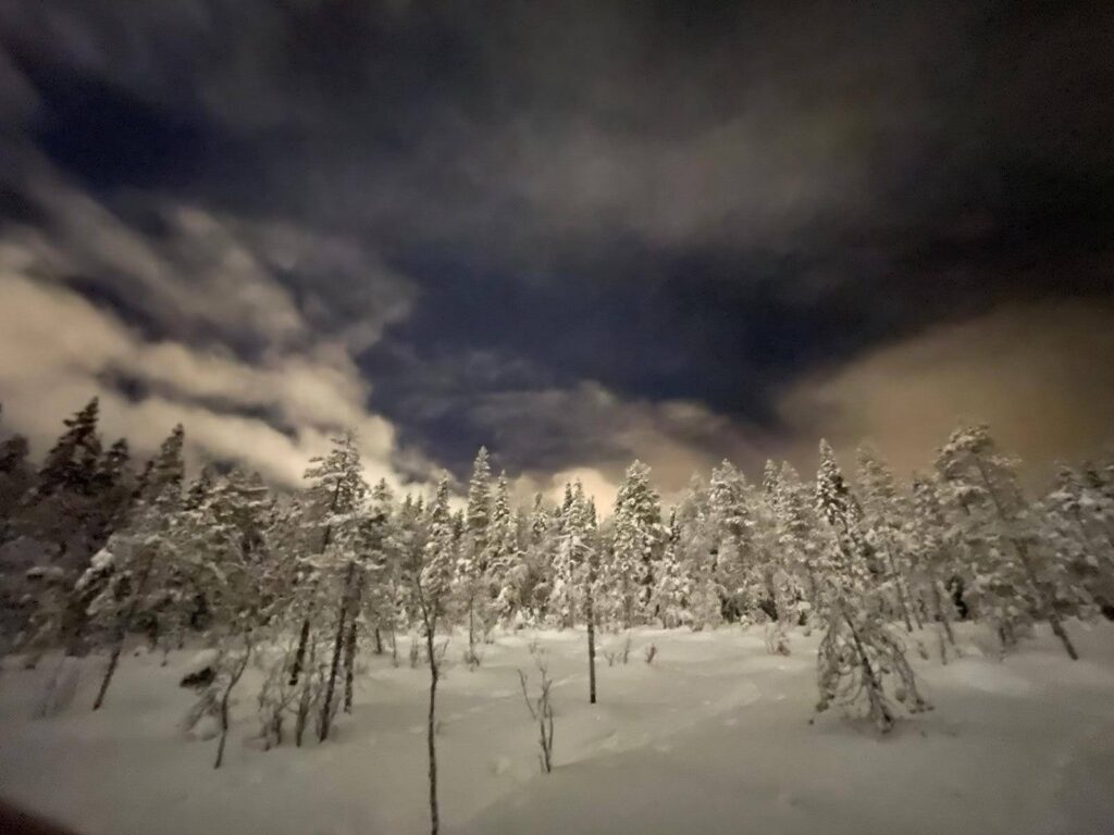 Snow-covered trees and untouched winter nature in northern Finland