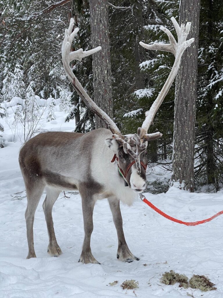 rovaniemi reindeer farm visit