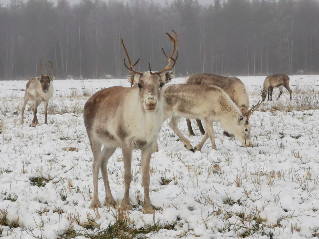 Experience the serene beauty of Lapland: a majestic reindeer wandering through untouched snow, embodying the spirit of Arctic wilderness. Reindeer standing in snowy Lapland wilderness during winter holiday. Traditional Lapland reindeer standing in snow-covered nature