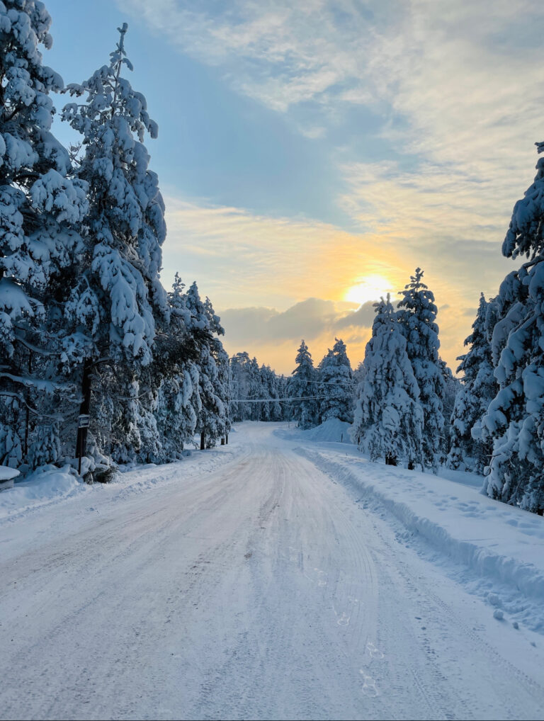 Peaceful winter forest in Lapland during polar daylight
