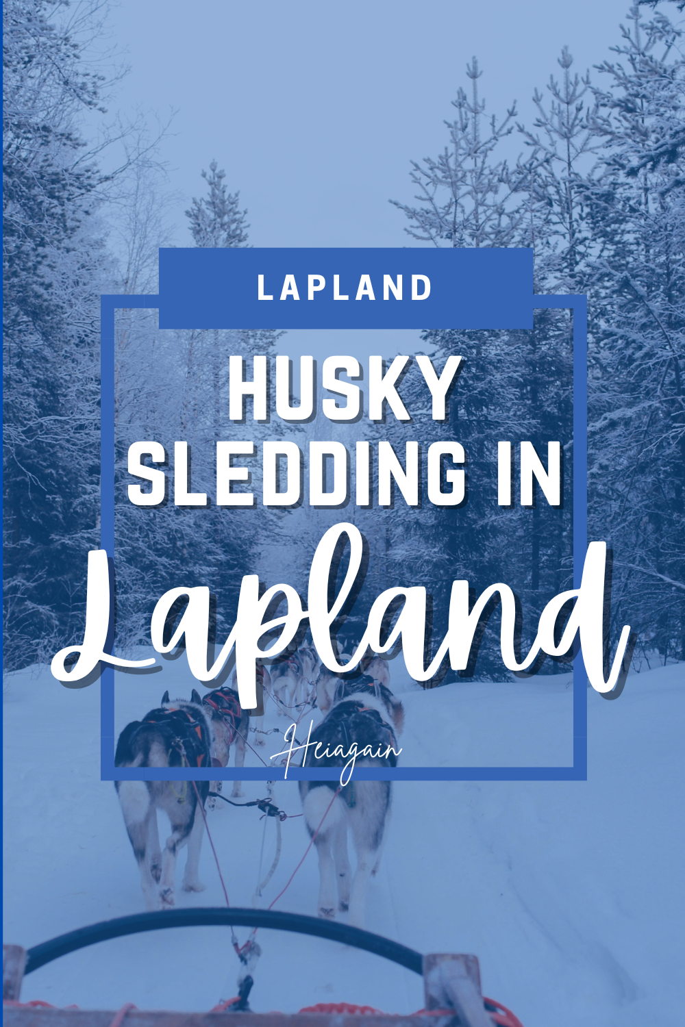 Travelers enjoying husky sledding in Lapland, Finland, racing through snowy forests and Arctic landscapes with a team of sled dogs.