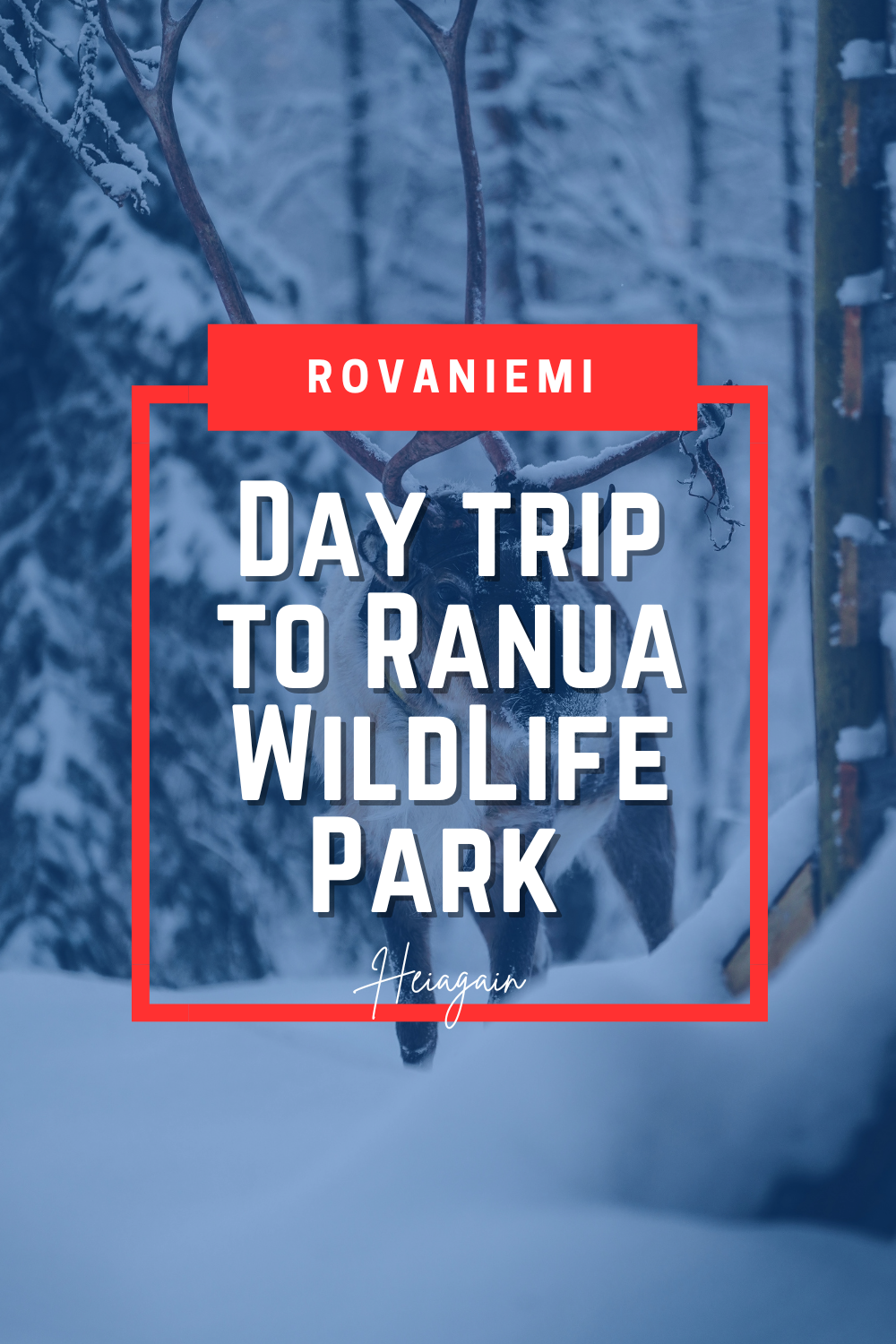 Visitors exploring Ranua Wildlife Park near Rovaniemi, Lapland, Finland, observing polar bears, Arctic foxes, and other Arctic animals in snowy enclosures.