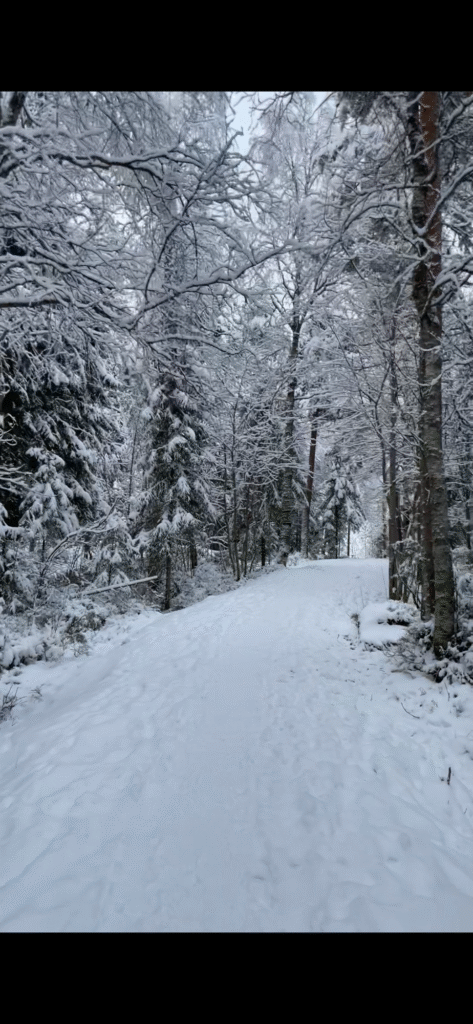 early winter in lapland, beautiful winter scenery, Snowy Lapland landscape during winter with forests and soft Arctic light
