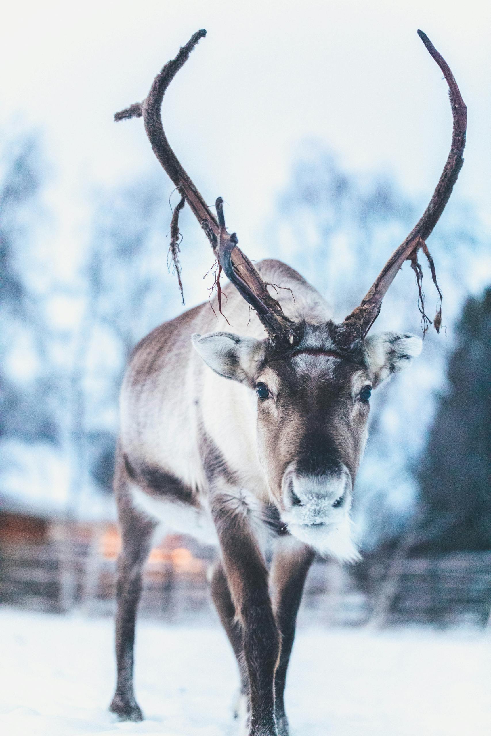 Close-up of a reindeer walking on snow in Jukkasjärvi, Sweden, during winter.
