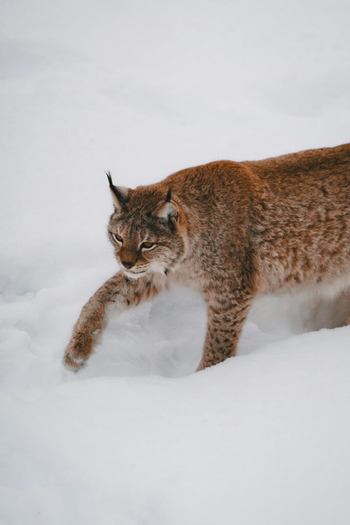 lynx in lapland, day trip from rovaniemi to ranua wildlife park, ranua zoo