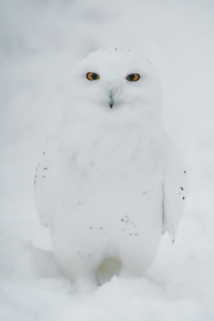 ranua wildlifepark, snow owl in lapland