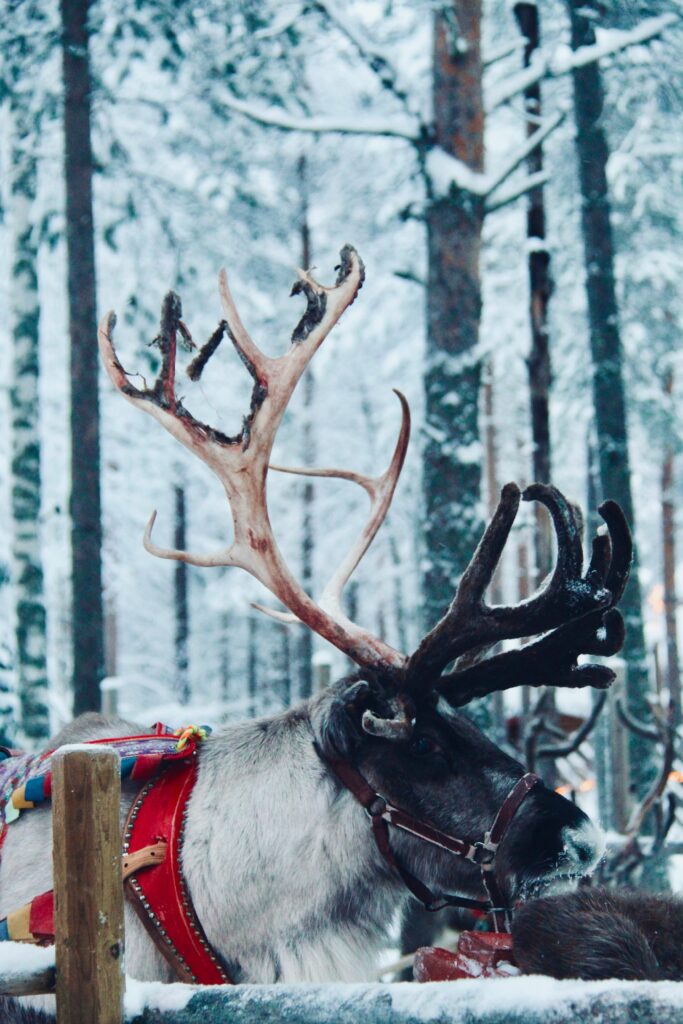 santa claus village reindeers