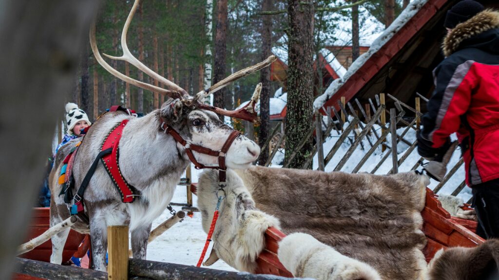 reindeer tour in lapland. Traditional Lapland reindeer standing in snow-covered nature