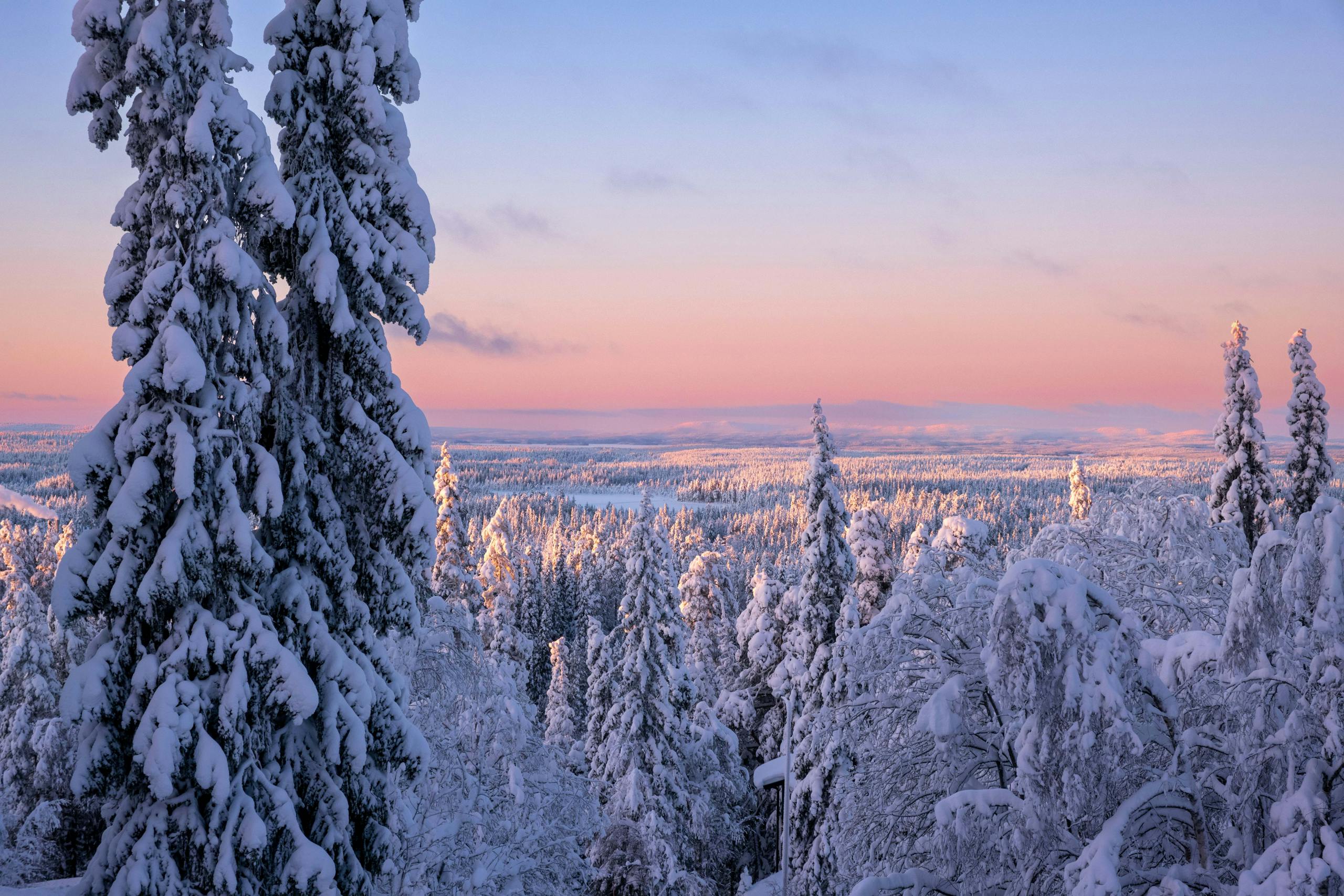 Stunning winter landscape of snowy forest at sunset in Ruka, Pohjois-Pohjanmaa, Finland. Snowy winter landscape in Finnish Lapland with frozen trees and soft pastel sky