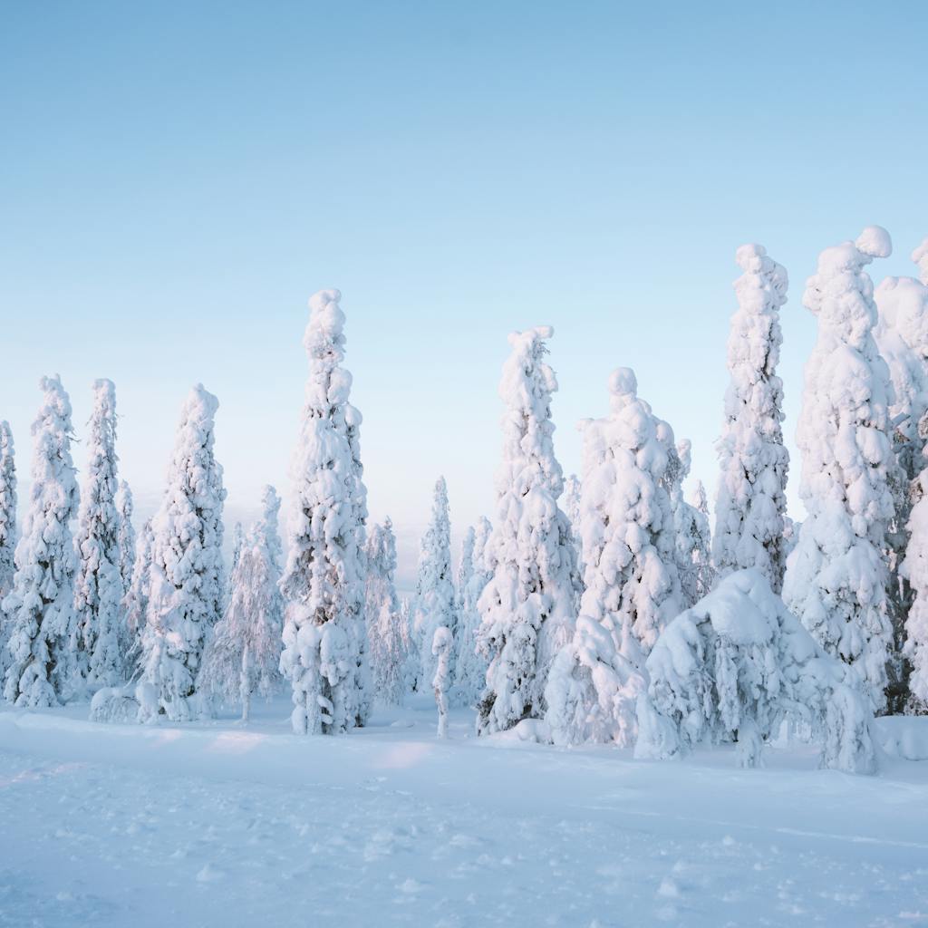 Stunning winter scene of snow-laden trees under a clear sky in Finland's tranquil forest. Arctic winter scenery in Lapland covered in fresh snow and frost