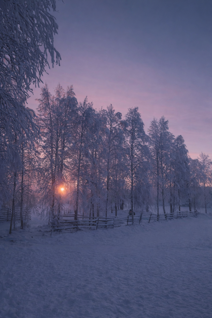 Endless snowy landscape in Lapland showing the scale and silence of winter. Snowy winter landscape in Finnish Lapland with frozen trees and soft pastel sky