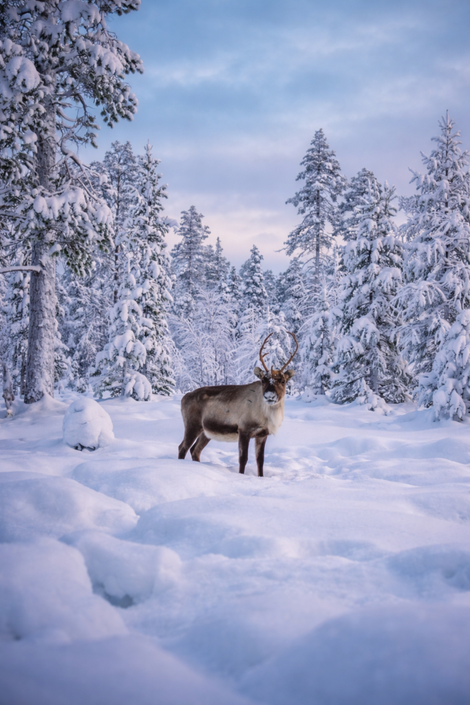 reindeer in the middle of the wilderness in lapland. Arctic winter scenery in Lapland covered in fresh snow and frost