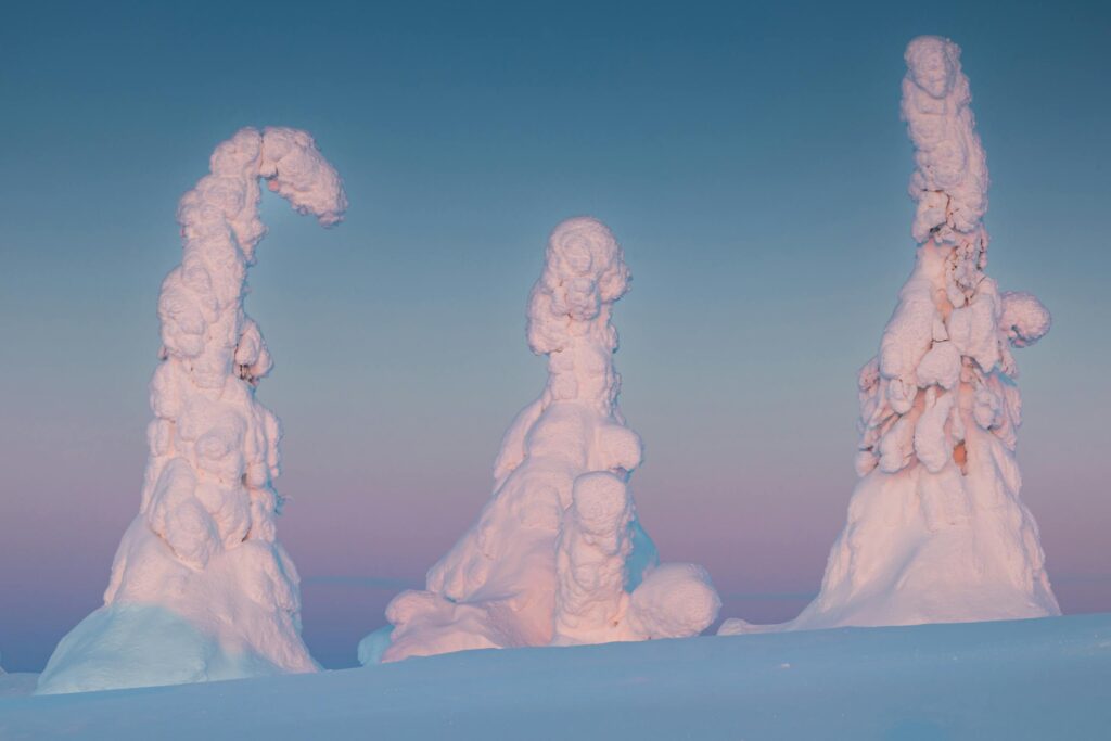 Majestic snow-laden trees in winter at sunset, Rovaniemi, Finland.