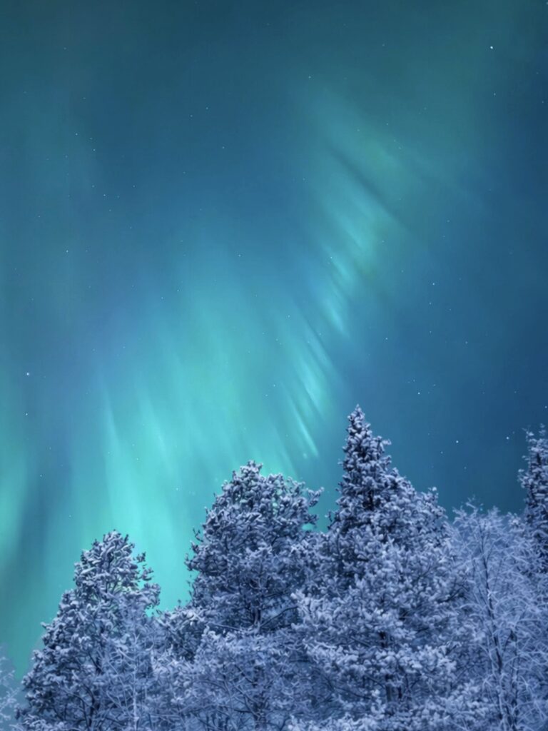 magical winter sky in lapland. Green northern lights over frozen trees in Arctic Finland