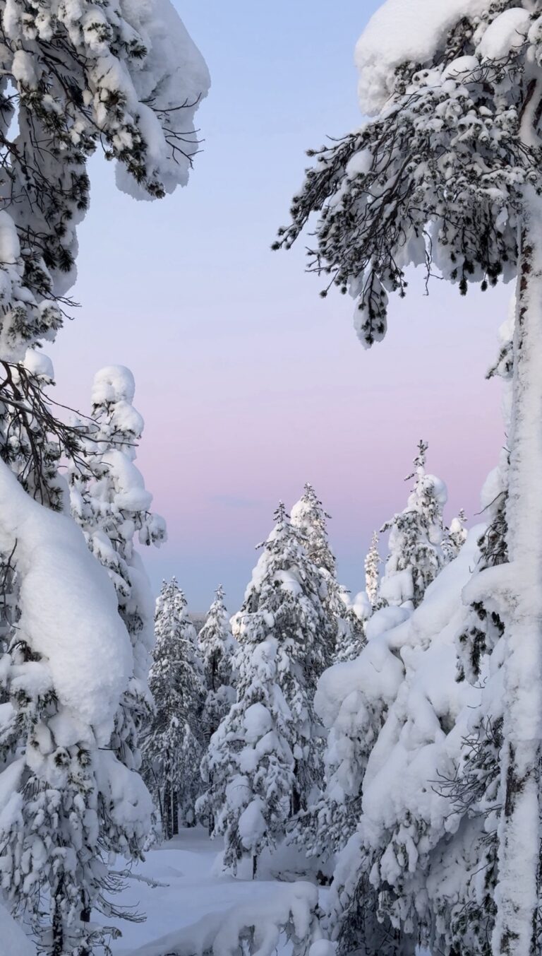 Ounasvaara hiking trail in Rovaniemi in February. Beautiful pink arctic sky.